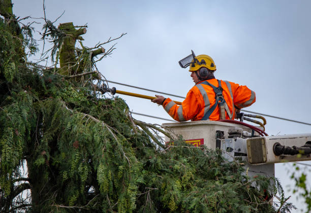 Best Tree Removal Service  in USA